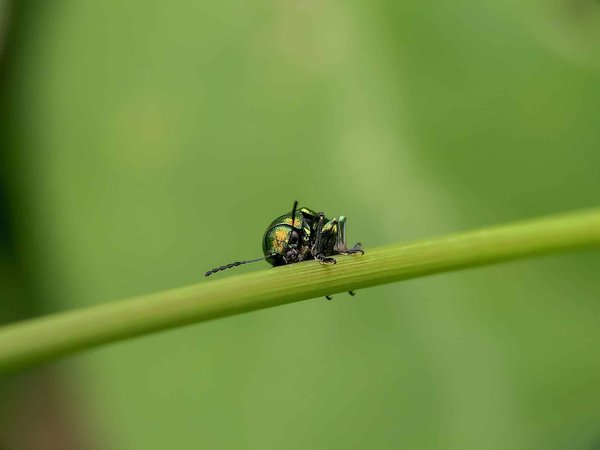 Comment éliminer totalement les vrillettes de sa maison ?