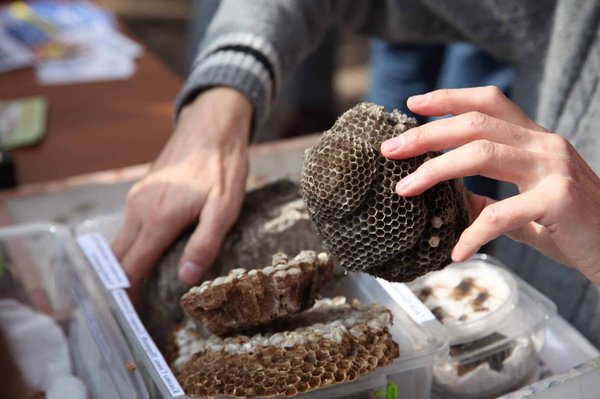 Destruction de nids de guêpe : quelles sont les mesures à prendre pour éviter le danger ?