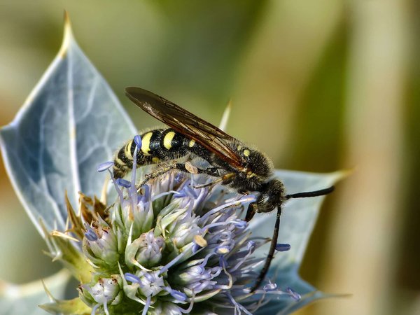 Quelle est l'utilité des guêpes dans la nature ?